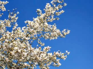 Dahlien